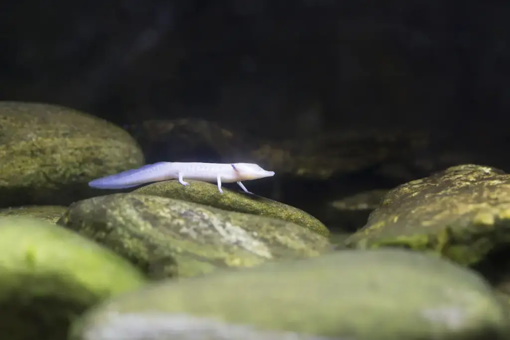 Blind Texas Salamander on a Rocks 