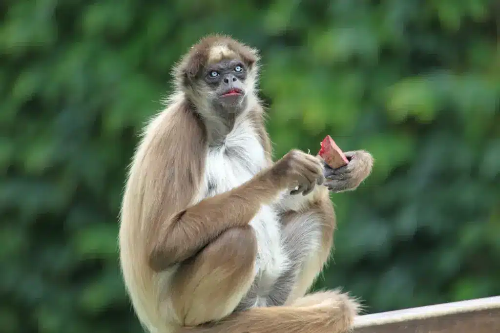 Brown Spider Monkey with some Food in his Hand