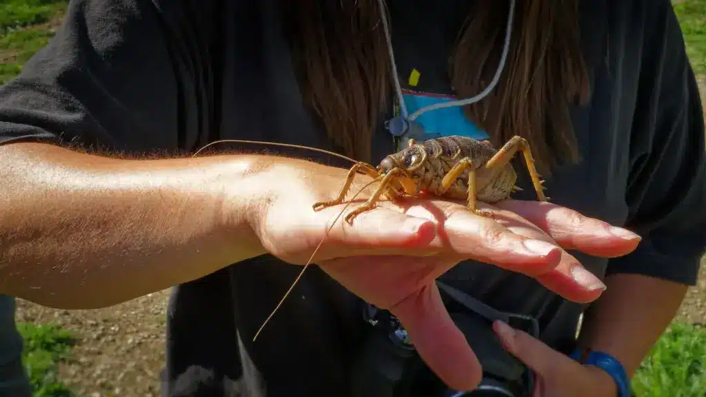Cook Strait Giant Weta on a Hand