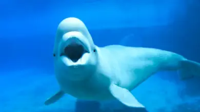 White Beluga Whale Underwater. Endangered Animals In Canada