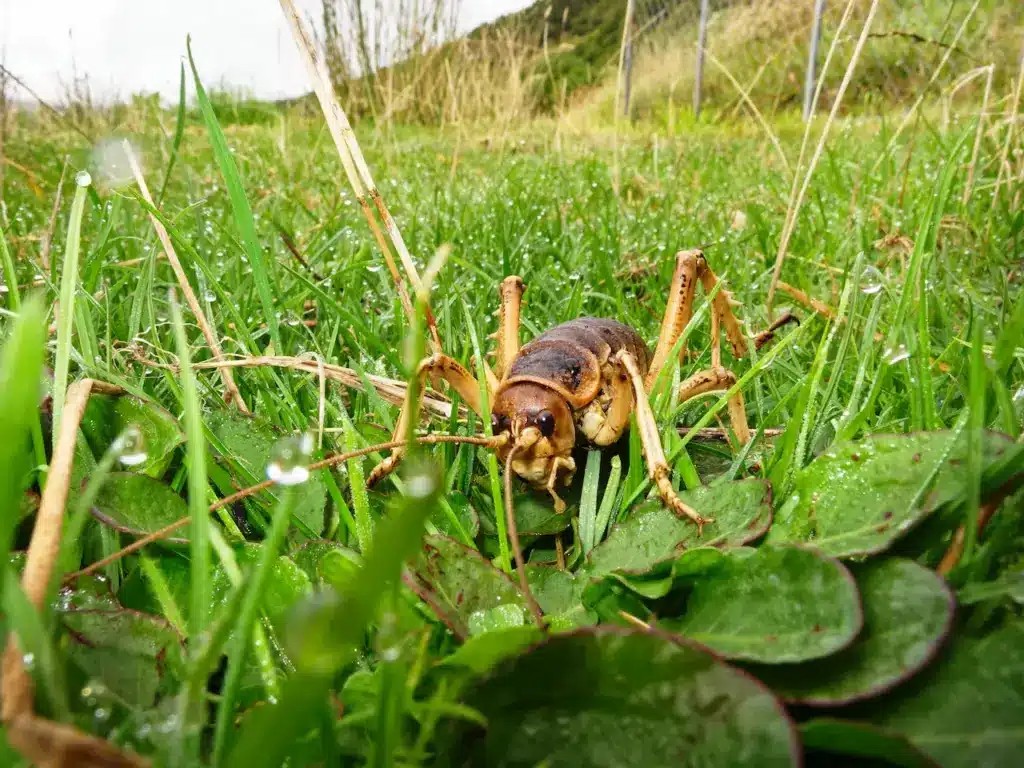 Endangered Insects on the Grass