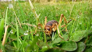 Endangered Insects on the Grass