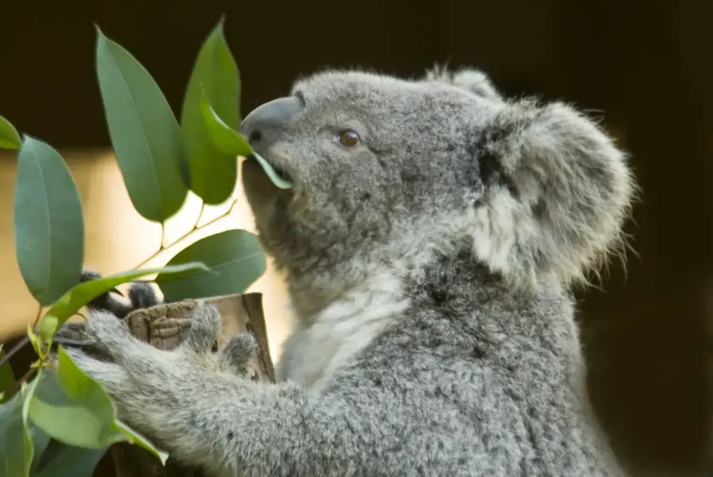 Koala Eating Eucalyptus Leaves