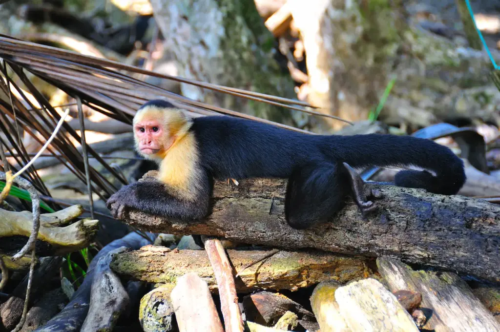 Spider Monkeys Resting on a Woods