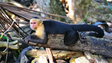 Spider Monkeys Resting on a Woods