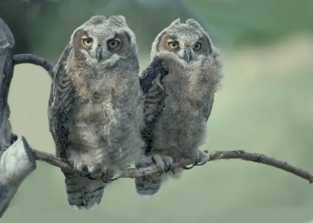 Two Baby Owls Perched on a Branch 