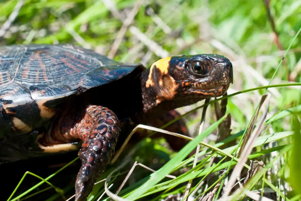 Bog Turtle in a Grass Endangered Animals Of New York
