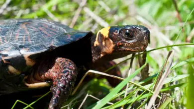 Bog Turtle in a Grass Endangered Animals Of New York