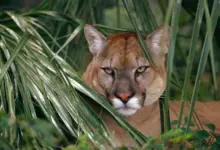 Cougar Killed in Connecticut