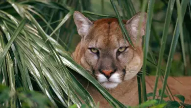Cougar Killed in Connecticut