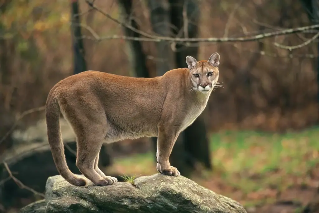 Cougar Standing on a Solid Rock