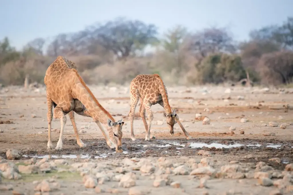 Pair of Giraffes Drinking Water 