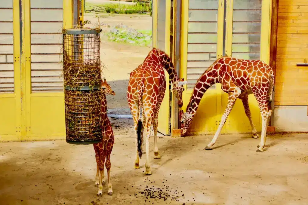 Three Petite Giraffes Eating