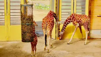 Three Petite Giraffes Eating