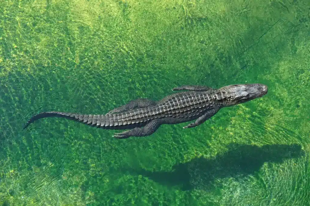 Alligator Float on the Water 