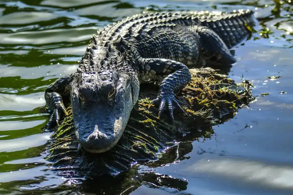 Alligator During Winter. Alligator Facts
