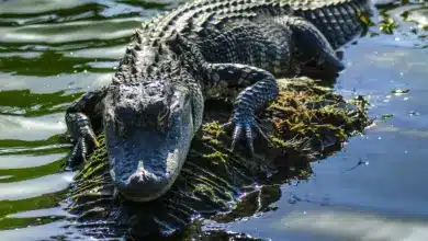 Alligator During Winter. Alligator Facts