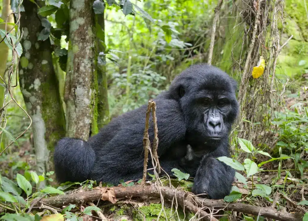 Mountain Gorillas in the Rainforest. Animals That Are Endangered