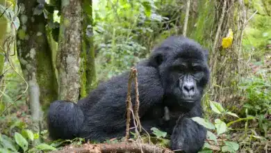 Mountain Gorillas in the Rainforest. Animals That Are Endangered