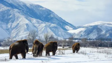Mammoths Walking in a Snowy Mountain Animals That Are Extinct