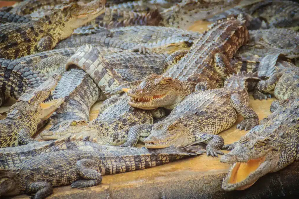 Group of many Crocodiles. Animals in Rain Forest