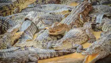 Group of many Crocodiles. Animals in Rain Forest