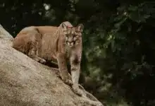 Cougar Sitting in a Rocks. Connecticut Cougar Walked From South Dakota