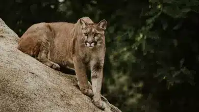 Cougar Sitting in a Rocks. Connecticut Cougar Walked From South Dakota