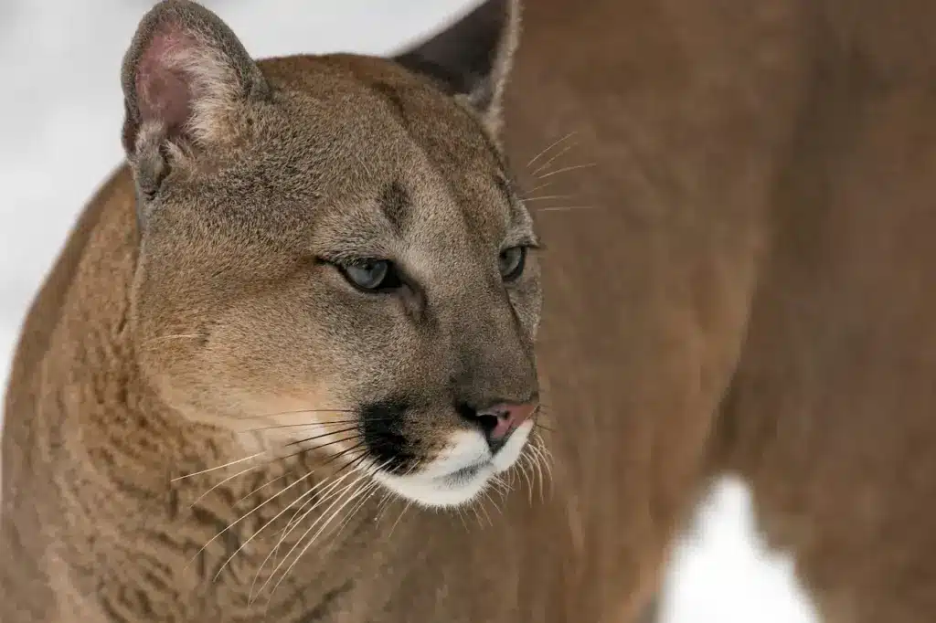 Close up Image of a Cougar 