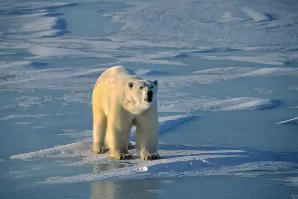 Facts About Polar Bears on the Ice