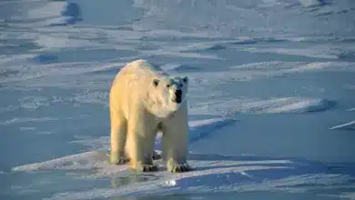 Facts About Polar Bears on the Ice