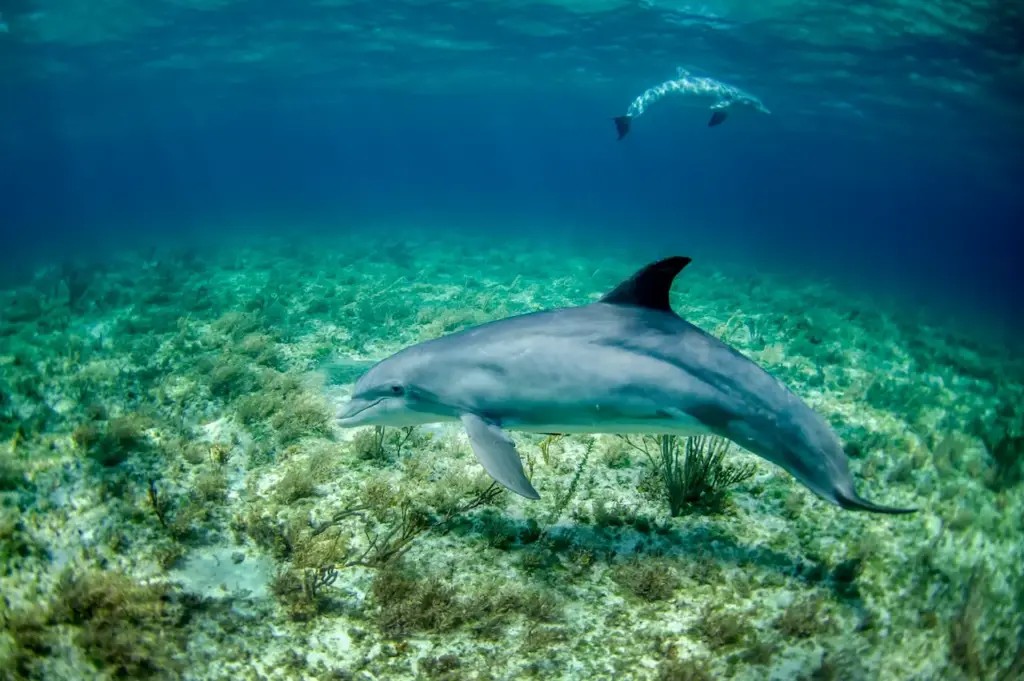 Dolphins in the Water. Facts On Dolphins