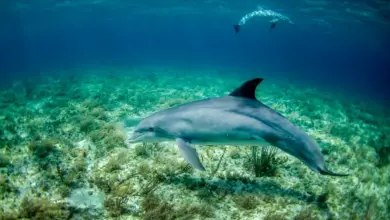 Dolphins in the Water. Facts On Dolphins