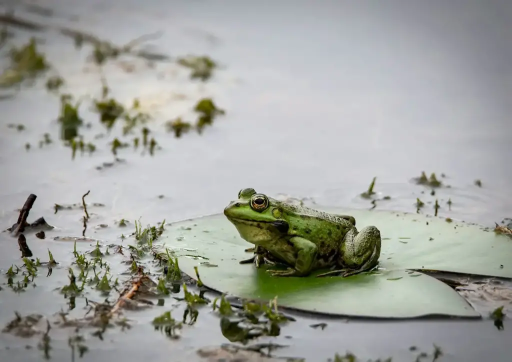 Frofg on Water. Facts On Frogs