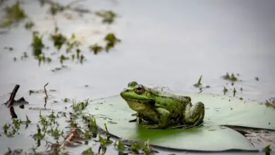 Frofg on Water. Facts On Frogs