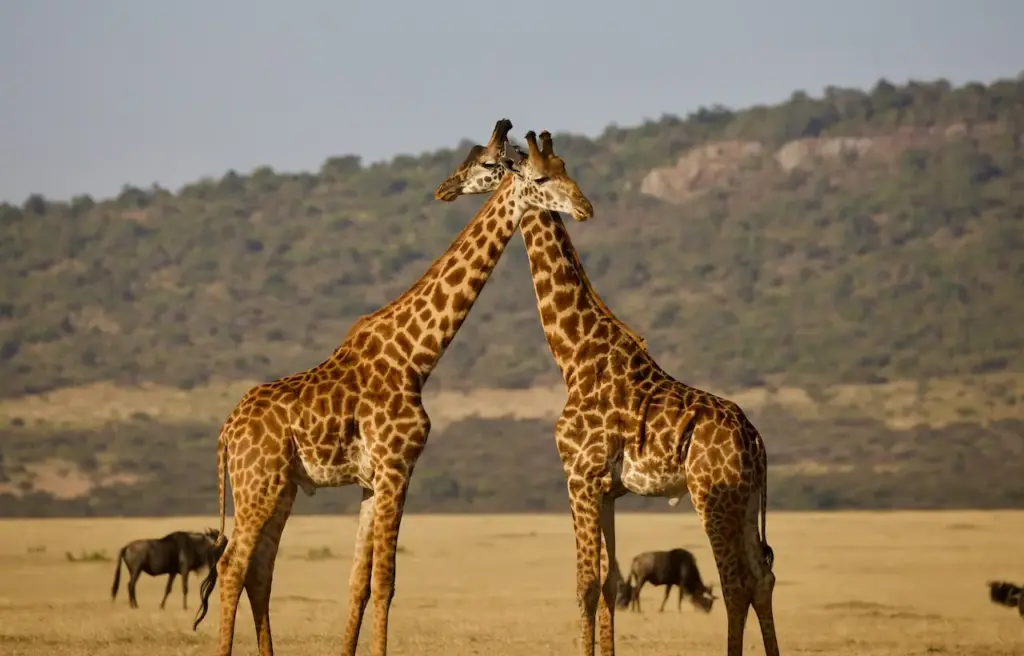 Facts On Giraffes Crossing Their Heads