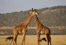 Facts On Giraffes Crossing Their Heads