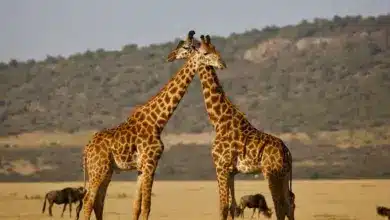 Facts On Giraffes Crossing Their Heads