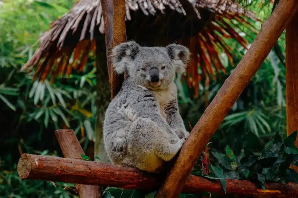 Koalas Resting on a Tree. Facts On Koalas