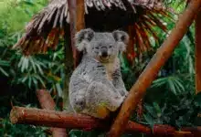 Koalas Resting on a Tree. Facts On Koalas
