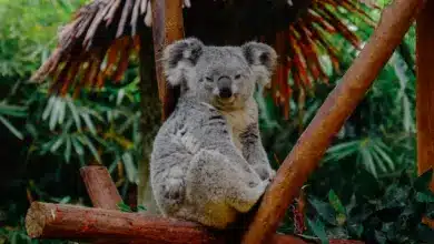 Koalas Resting on a Tree. Facts On Koalas