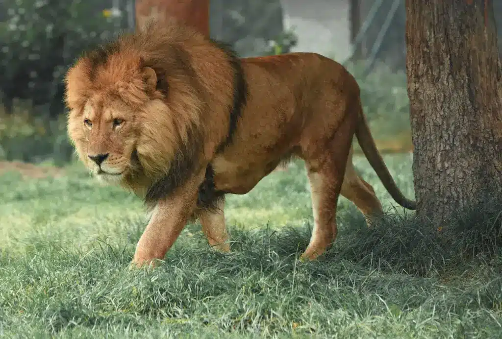 Lion Walking on a a Grass. Facts On Lions