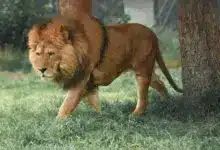 Lion Walking on a a Grass. Facts On Lions