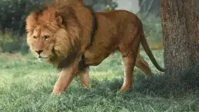 Lion Walking on a a Grass. Facts On Lions