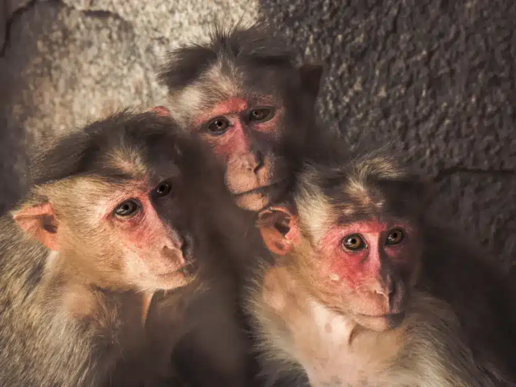 Facts On Monkeys, Three Monkeys Sitting Together
