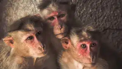 Facts On Monkeys, Three Monkeys Sitting Together