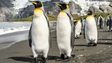 Facts On Penguins. A Pair Of Penguins Near The Shore