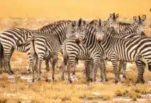 Group of Zebra Facts On Zebras