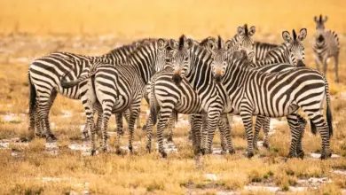 Group of Zebra Facts On Zebras