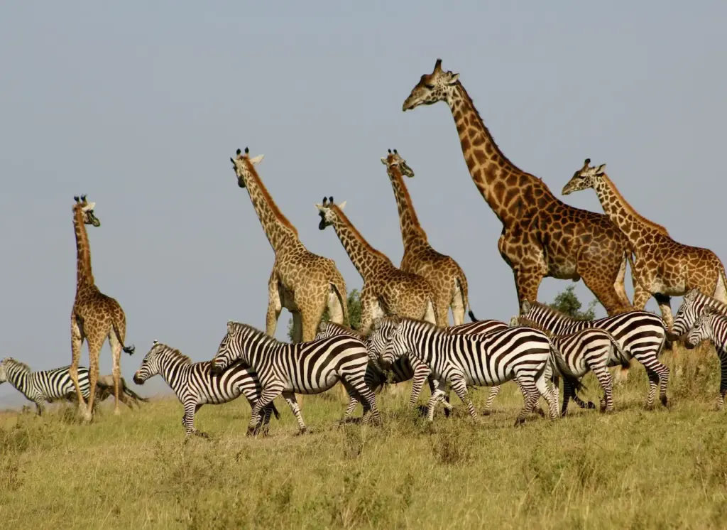 A Group Of Giraffes And Zebras 